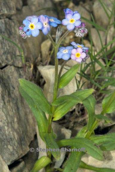 myosotis alpestris 3 graphic